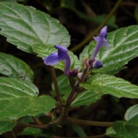 Scutellaria robusta Benth.